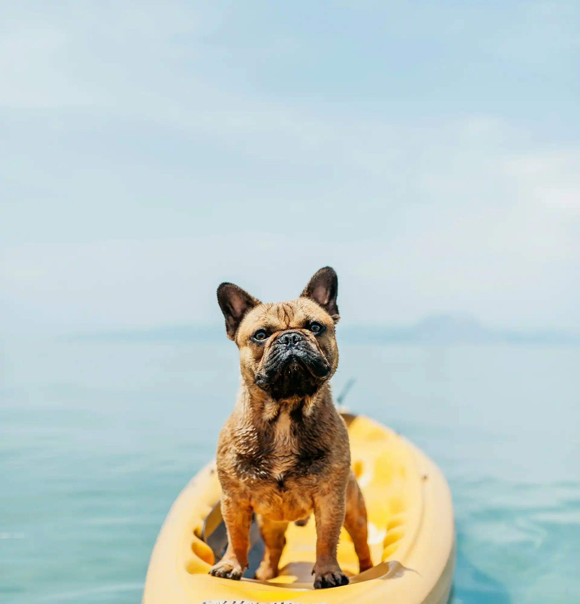 Keeping Dogs Cool While RVing